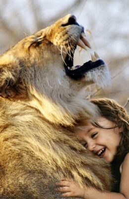 lion roar africa animal wildcat 3012515
